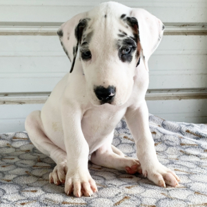 Great Dane Puppy Rochester