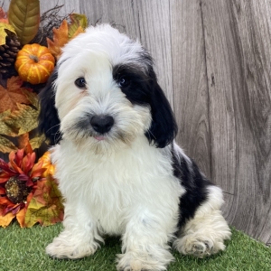 Havanese Puppy Victor