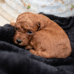 Cavapoo Puppy bain