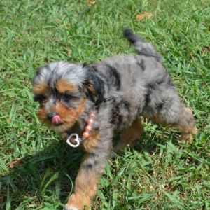 Bernedoodle Puppy Chantilla Marie