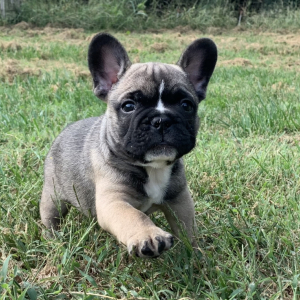 French Bulldog Puppy Jeff