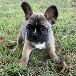 French Bulldog Puppy Jeff
