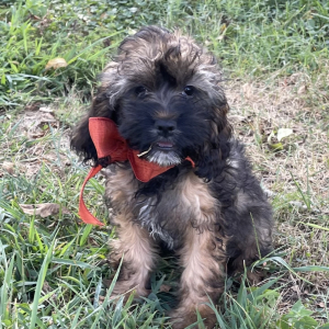 Cockapoo Puppy Nutmeg