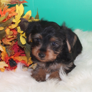 Yorkshire Terrier Puppy Toby