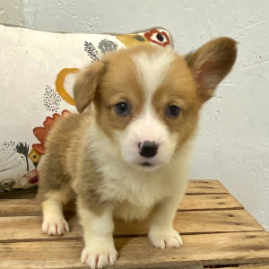 Pembroke Welsh Corgi Puppy Damian