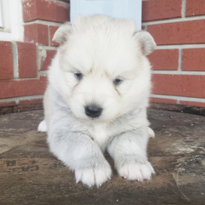Pomsky Puppy Cocoa