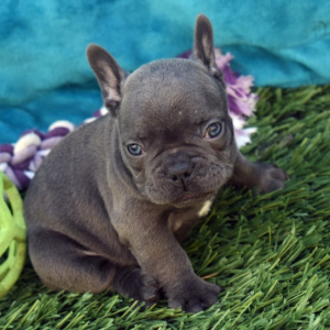French Bulldog Puppy Blueberry