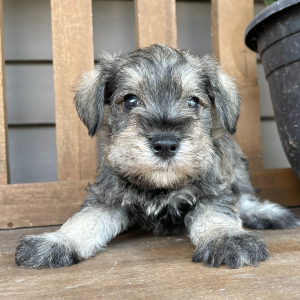 Miniature Schnauzer Puppy Zeke