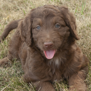 Aussiedoodle Puppy Mia