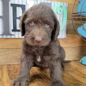 Labradoodle Puppy Trudy
