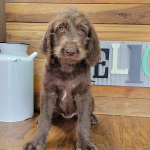Labradoodle Puppy Trudy