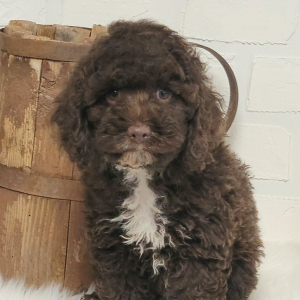 Cockapoo Puppy Oakley