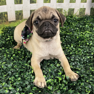 Pug Puppy BETTY