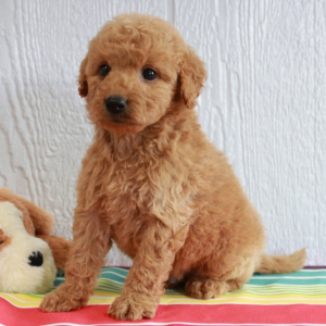 Goldendoodle Puppy Jamie