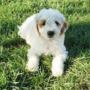 Goldendoodle Puppy Smores