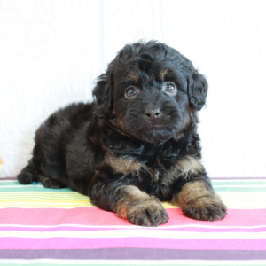 Bernedoodle Puppy Lucas