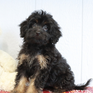 Bernedoodle Puppy Lucas