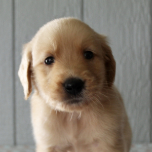 Golden Retriever Puppy Franklin