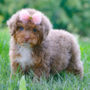 Bernedoodle Puppy Raine
