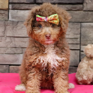 Bernedoodle Puppy Raine