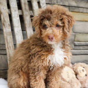 Bernedoodle Puppy Raine
