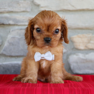 Cavalier King Charles Spaniel Puppy Sammi