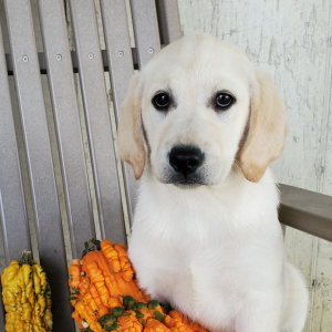 Labrador Retriever Puppy Grace