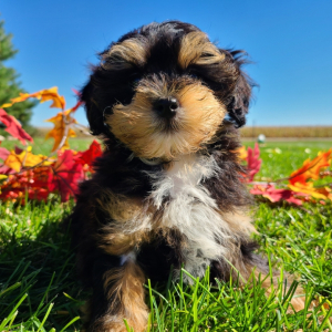 Havapoo Puppy Nikita