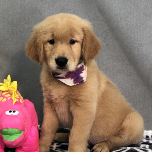 Golden Retriever Puppy Sofie