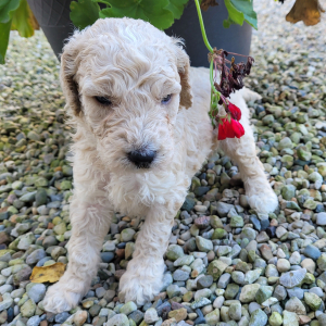 Goldendoodle Puppy Mr Sammy