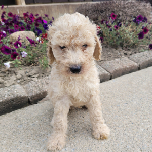 Goldendoodle Puppy Mr Sammy