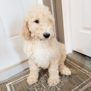 Goldendoodle Puppy Mr Sammy