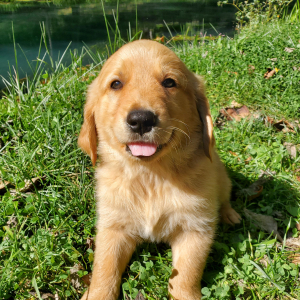 Golden Retriever Puppy Jordan