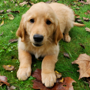 Golden Retriever Puppy Jordan