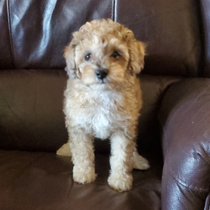 Poodle Puppy Bindi
