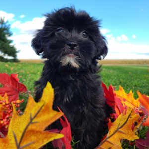 Shihpoo Puppy Ellie
