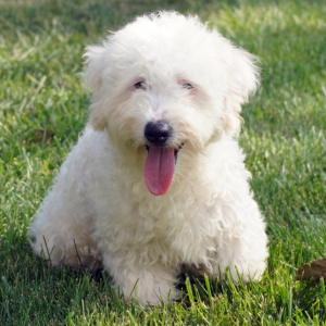 Bernedoodle Puppy Justin