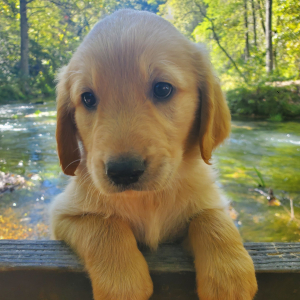 Golden Retriever Puppy Cooper