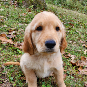 Golden Retriever Puppy Cooper