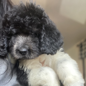 Newfypoo Puppy Tanker girl