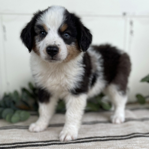 Australian Shepherd Puppy Frank