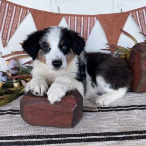 Australian Shepherd Puppy Frank