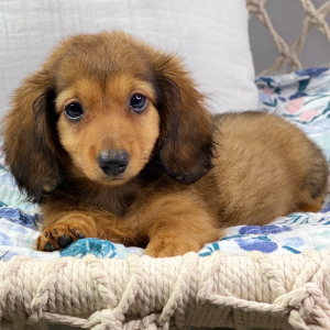 Dachshund Puppy Kim