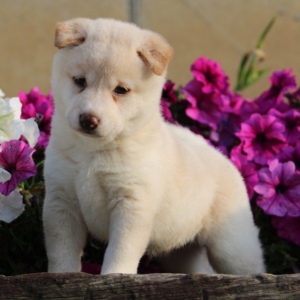 Shiba Inu Puppy Daphne