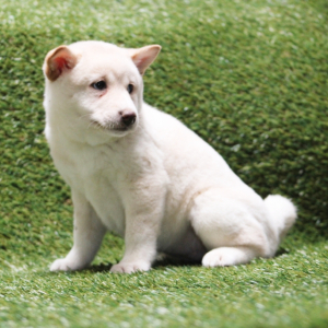 Shiba Inu Puppy Daphne