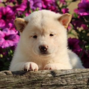 Shiba Inu Puppy Sadie