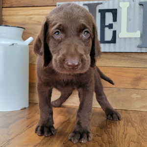 Labradoodle Puppy Chester