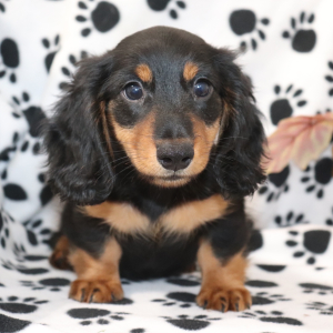 Dachshund Puppy Buster