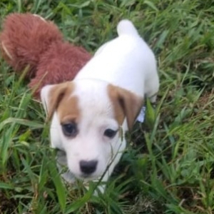 Jack Russell Terrier Puppy Apollo