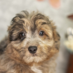 Aussiedoodle Puppy Mallvin